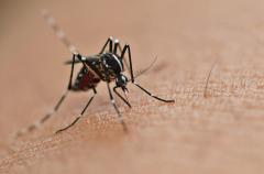 Prévention des maladies à transmission vectorielle : moustiques, tiques 