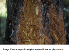 La forêt de Montmorency touchée par des insectes ravageurs 